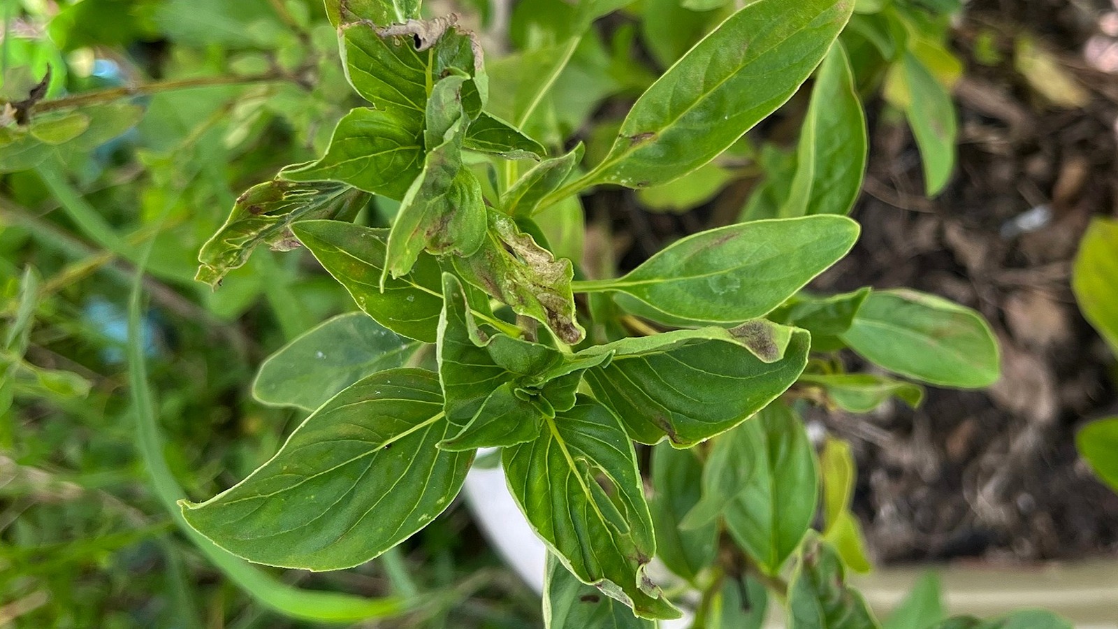 basil leaves plant