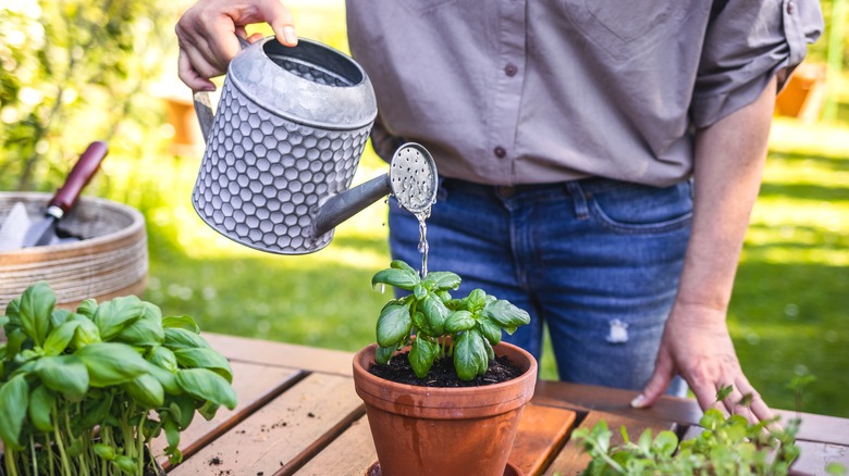 Person watering basil plant