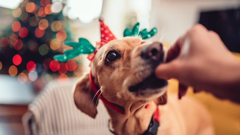 Giving dog treat at Christmas