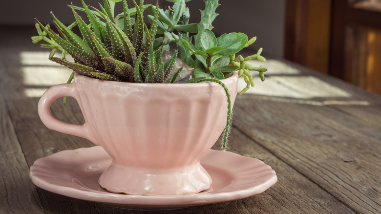 Teacup planter with succulent