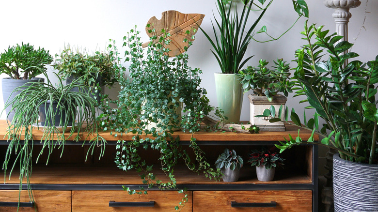 Collection of green plants