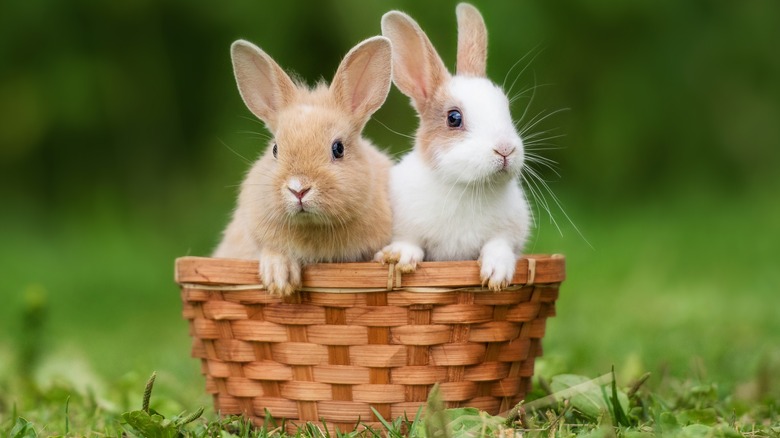 two bunnies in a basket 