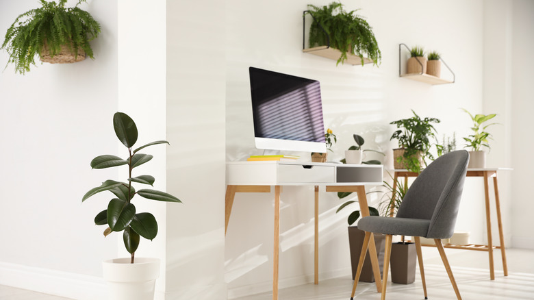 plants in white office