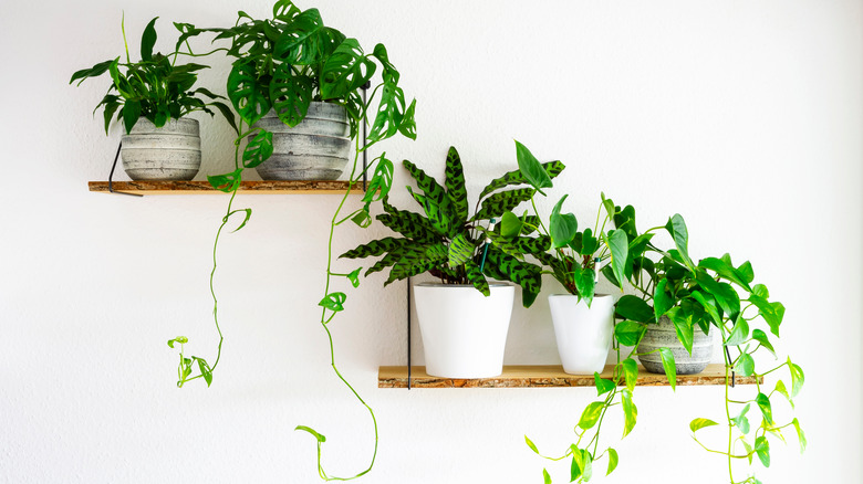 several plants on wall shelves