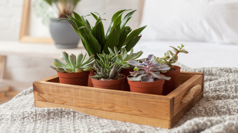 succulents in tray on bed