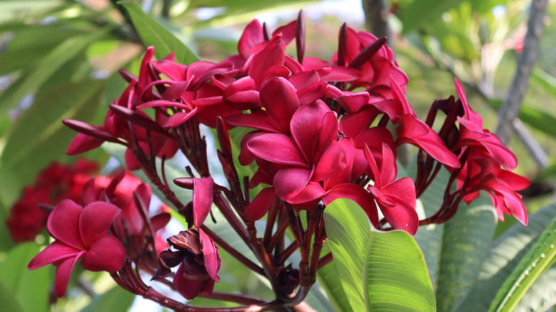 Red Frangipani