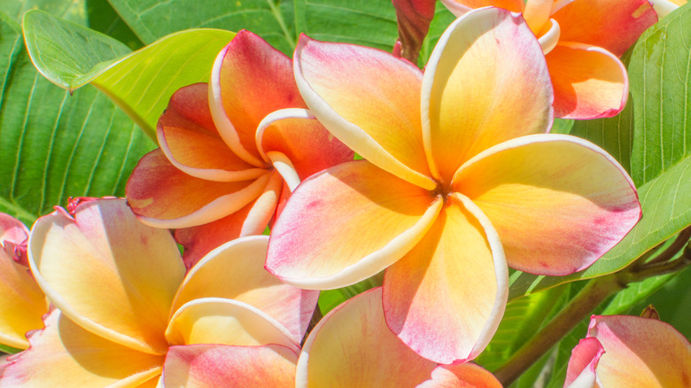 Yellow and orange plumeria flowers