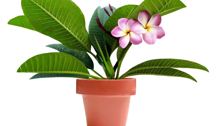 Frangipani Flower Pot