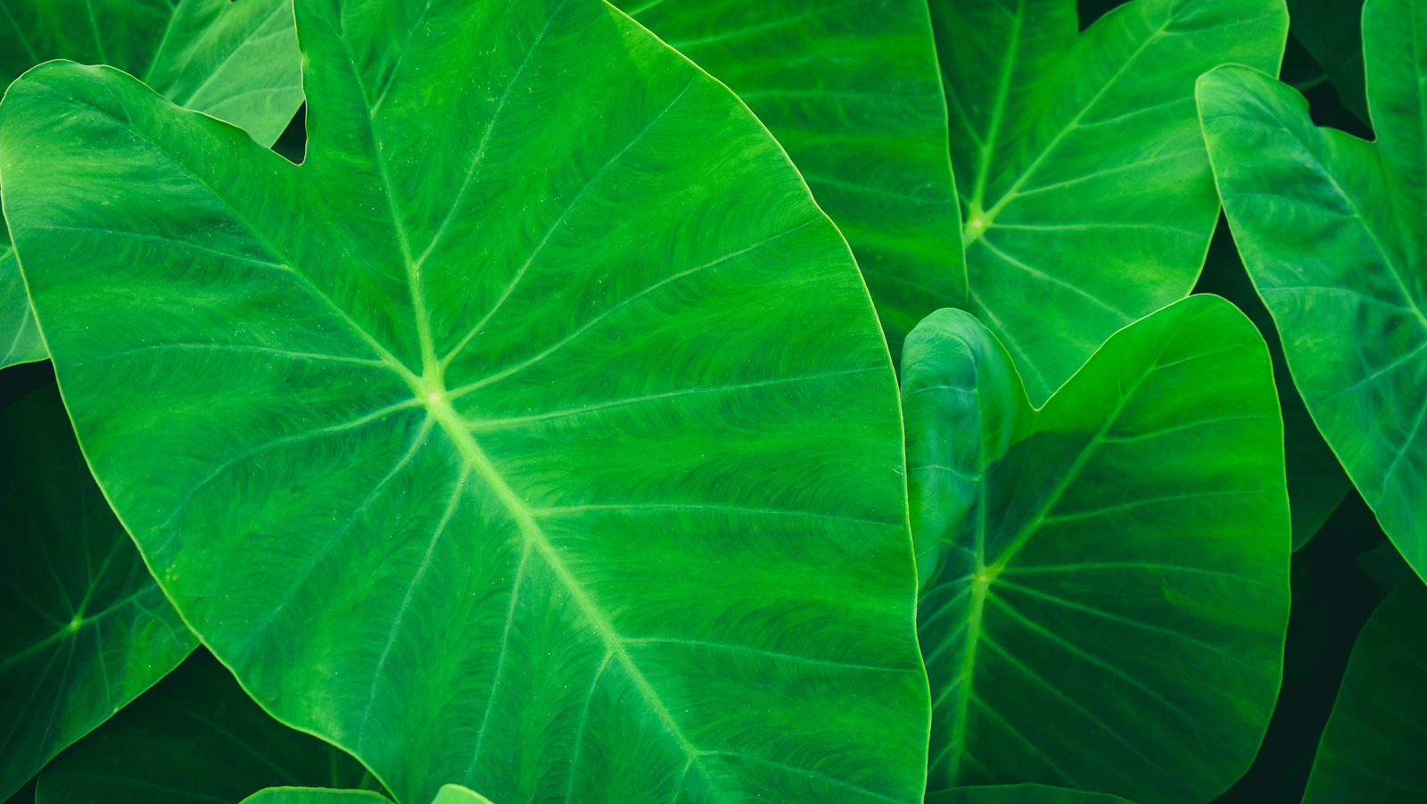 Elephant Tree Leaf