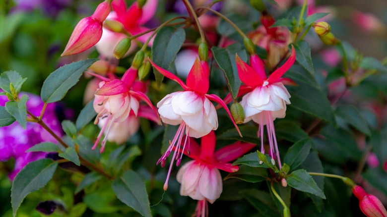 white and pink fuchsia flowers