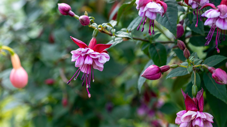 purple fuchsia flowers and buds