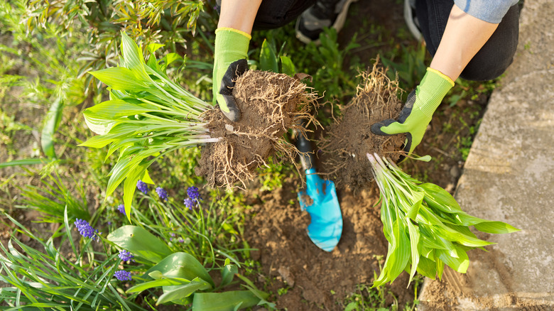 Person planting hostas