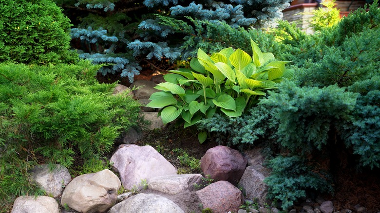 Hosta growing among various plants