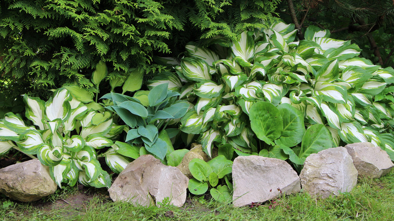 Different types of hosta growing in garden