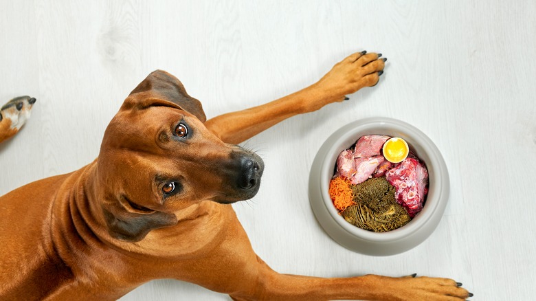 Dog with food dish