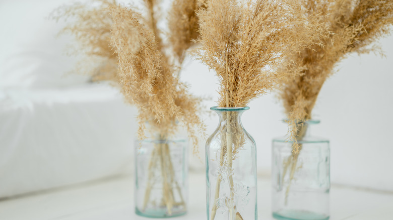 Pampas grasses in vasses