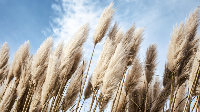 Pampas grass in the sky