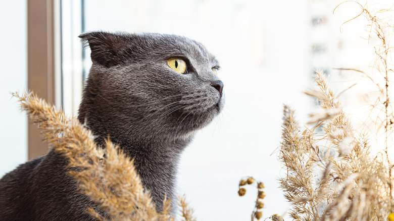 Cat hanging around pampas grass