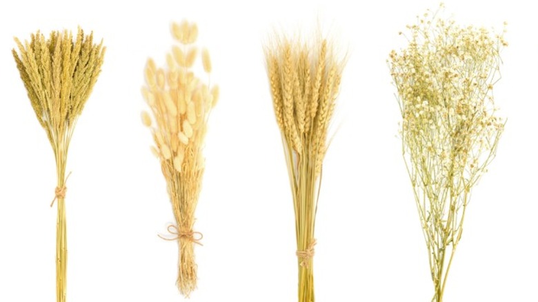 Closeup four types of pampas grasses