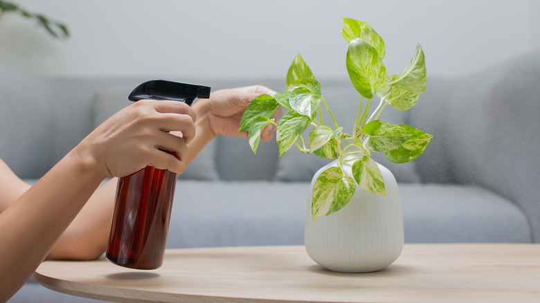 person spraying pothos leaves