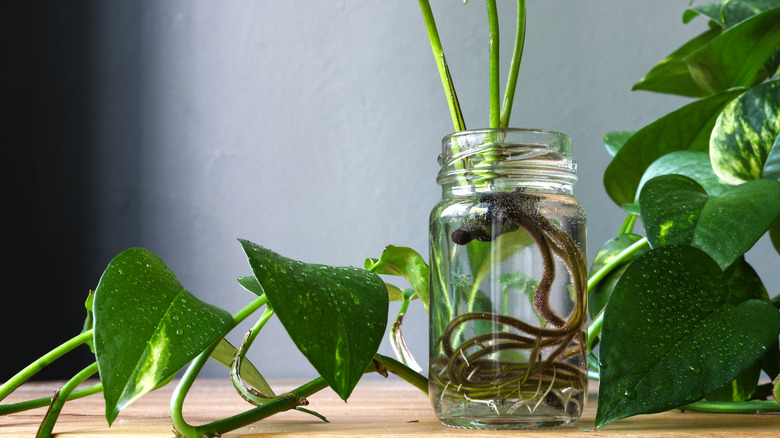 propagation of pothos in a glass