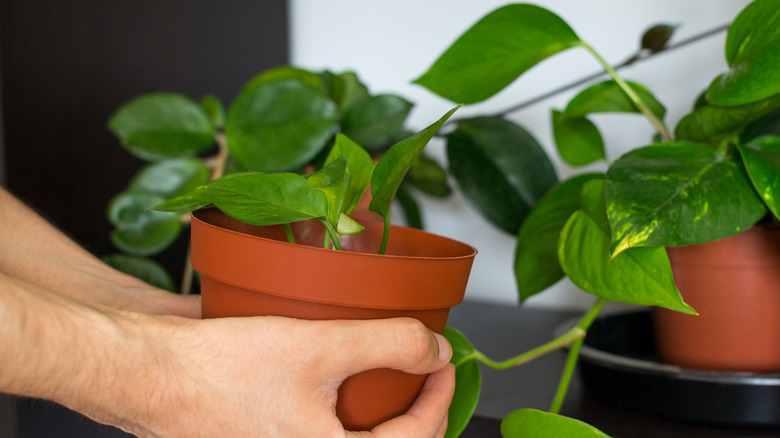 Person holding a pot of pothos