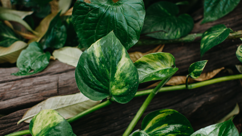 Pothos climbing a tree branch