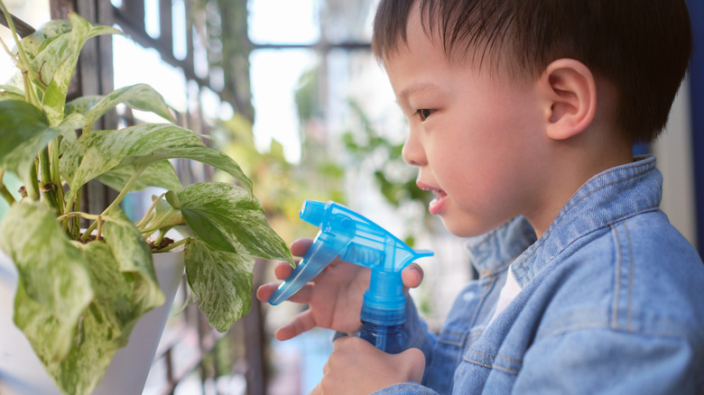 pothos being sprayed by a toddler