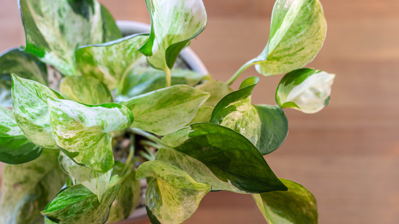 Variegated pothos leaves