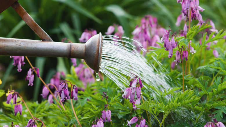 Watering fringed bleeding-heart