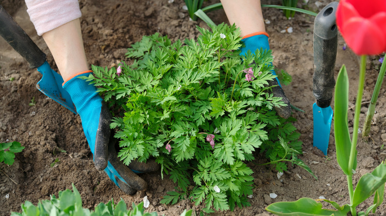 Planting bleeding heart