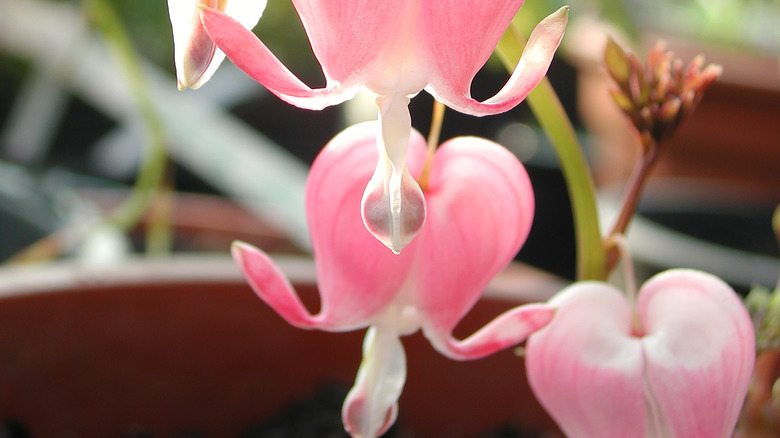 Potted bleeding-heart