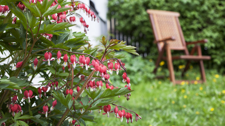 Bleeding heart in the garden