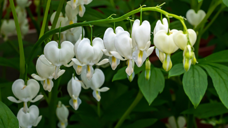 White bleeding heart (Alba)