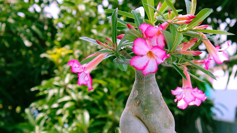 pink and white flowering bonsai