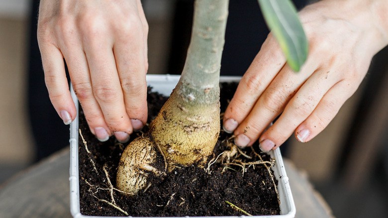 hands potting desert rose bud