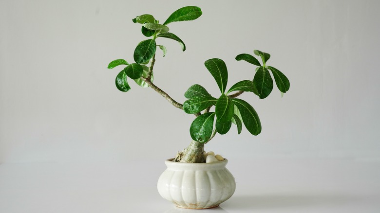 Adenium bud in white pot