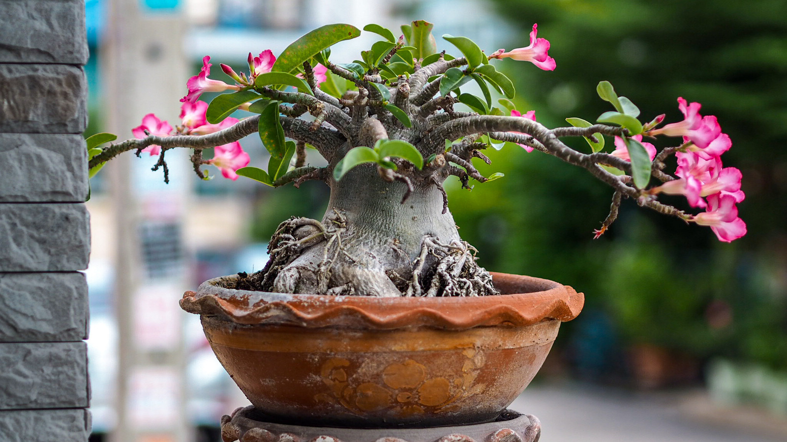 How to Grow and Care for Desert Rose