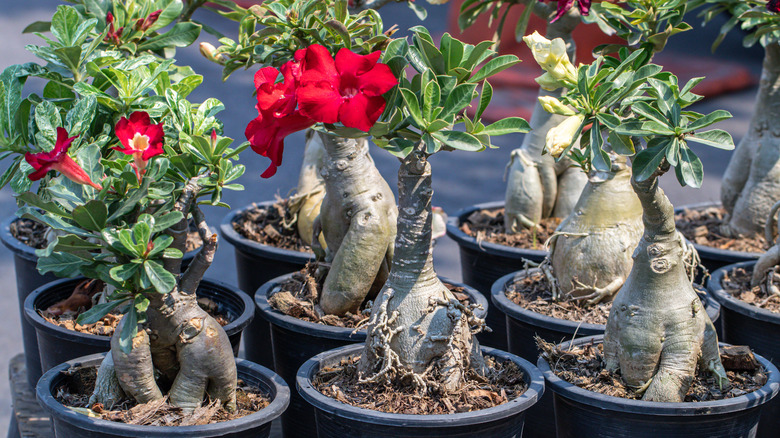 multiple desert roses in pots