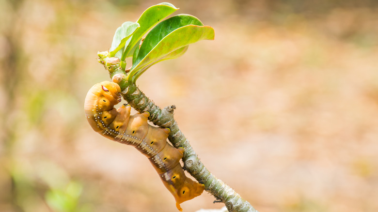 caterpillar eating succulent stem