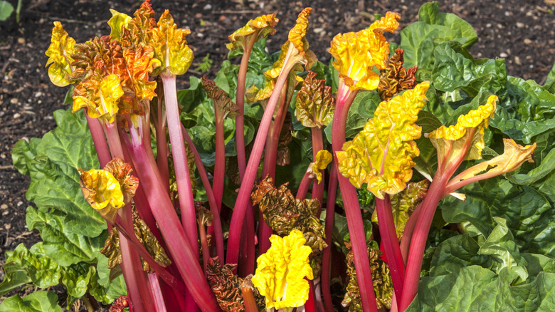 Forced rhubarb in a garden 