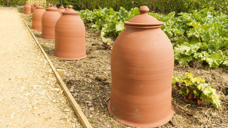 Covered pots used to force rhubarb 