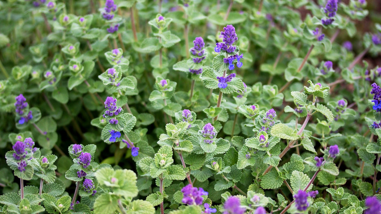 Bush of violet persian catnip