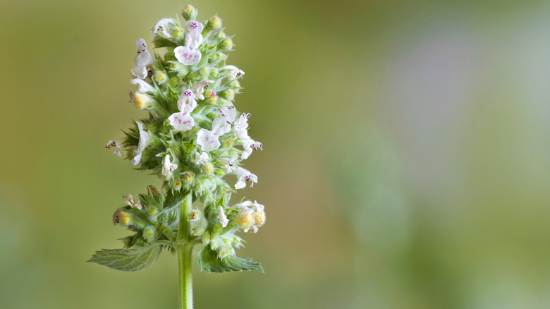 Stem of catnip with blooms