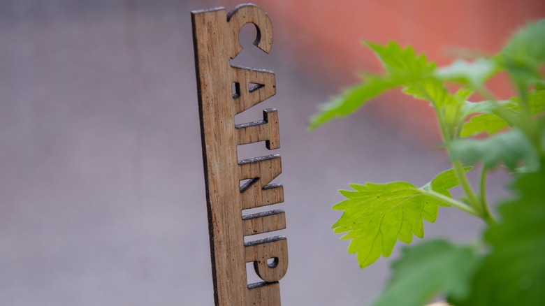 Wooden catnip sign in plant