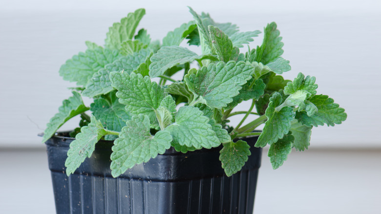 young catnip plant in a container