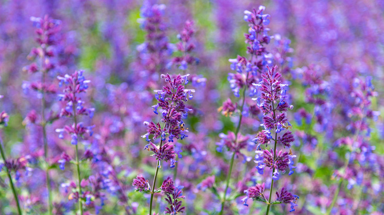 Large plot of flowering catnip