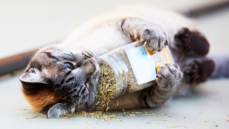 White and grey cat with dried catnip