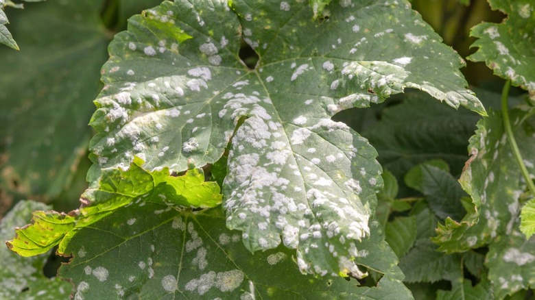 Powdery mildew disease on leaves