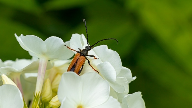 Phlox bug on white phlox flower
